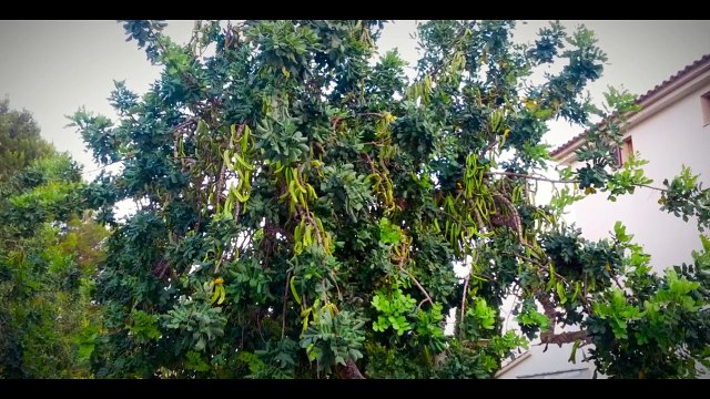 Mallorca Cala Millor