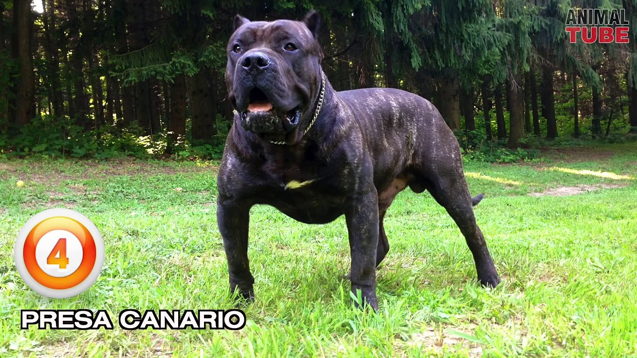 TOP 10 FIGHTING DOG BREEDS