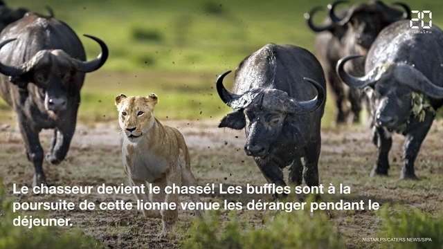 Animaux: Les images de la semaine du 22 janvier 2018