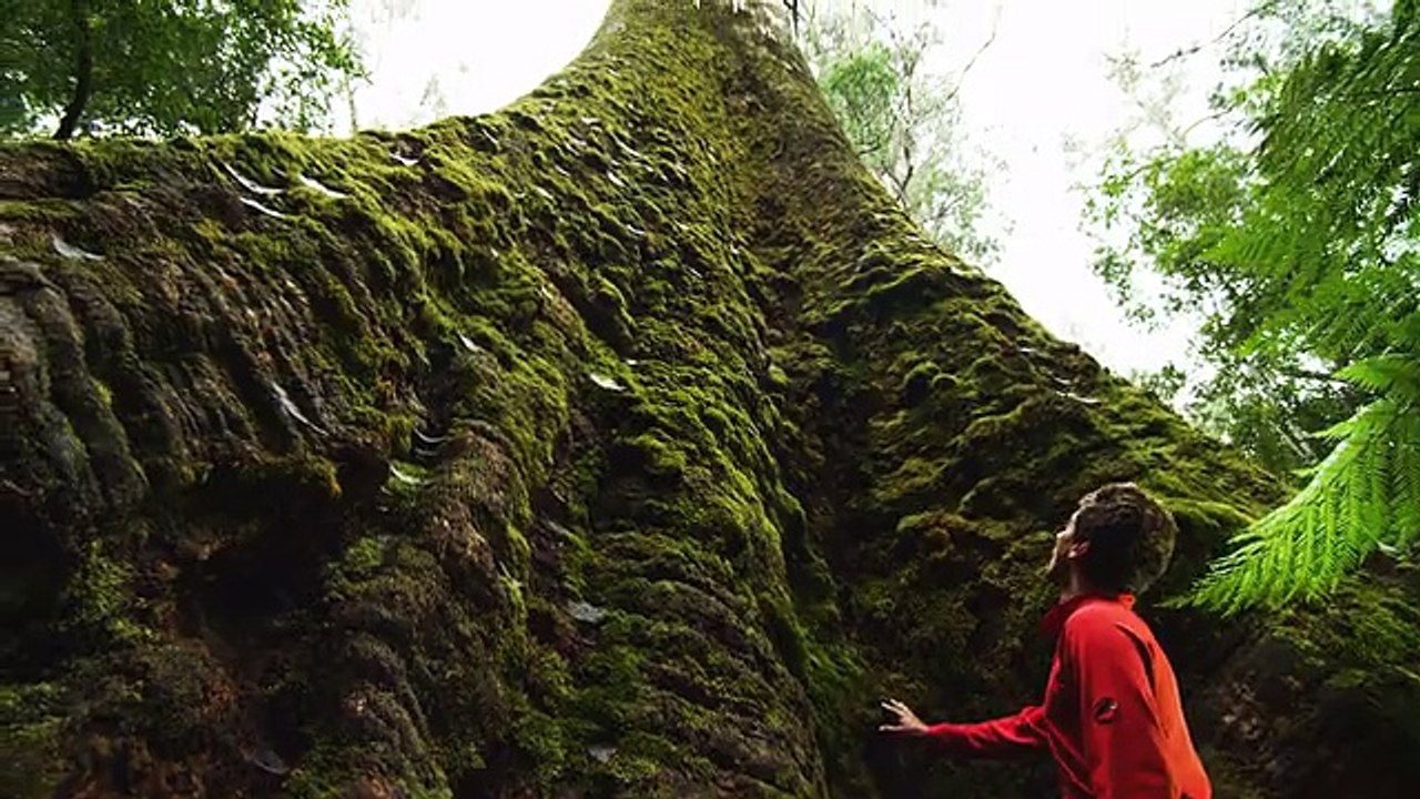 Discover Tasmania - the most beautiful part of Australia