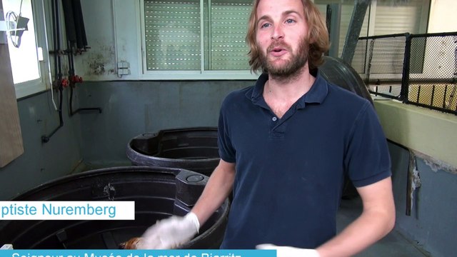 Découvrez les deux bébés phoques soignés à l'Aquarium de Biarritz