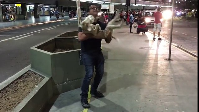 La joie de ce chien est extraordinaire ! Retrouvailles avec son maitre