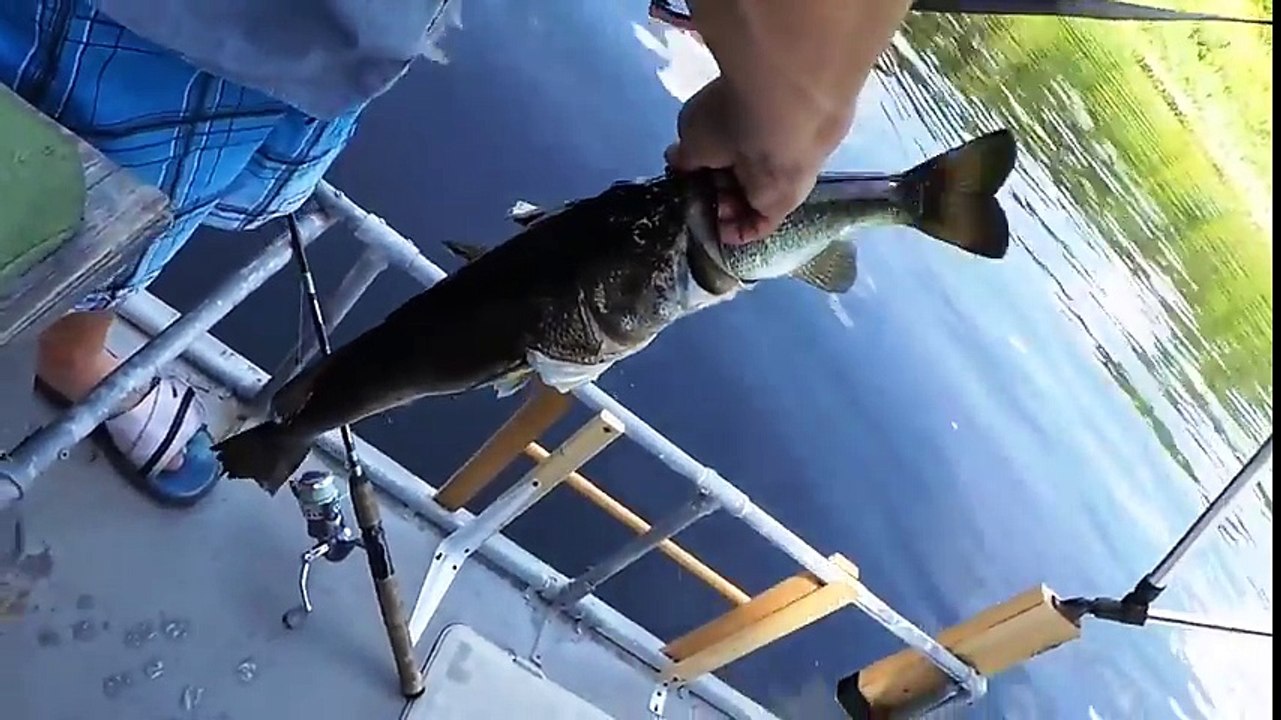 2 poissons pêchés en même temps !! l'un dans l'autre !