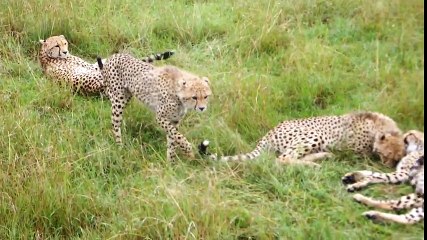 Quand un Guépard fait une sieste sur ta voiture..