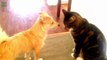 Cats Meeting Puppies for the First Time Compilation (2016)