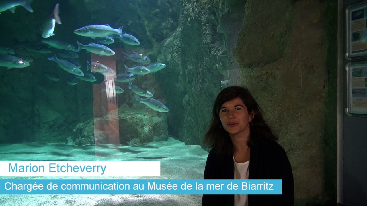 Une nouvelle tortue de 100 kg à l'Aquarium de Biarritz
