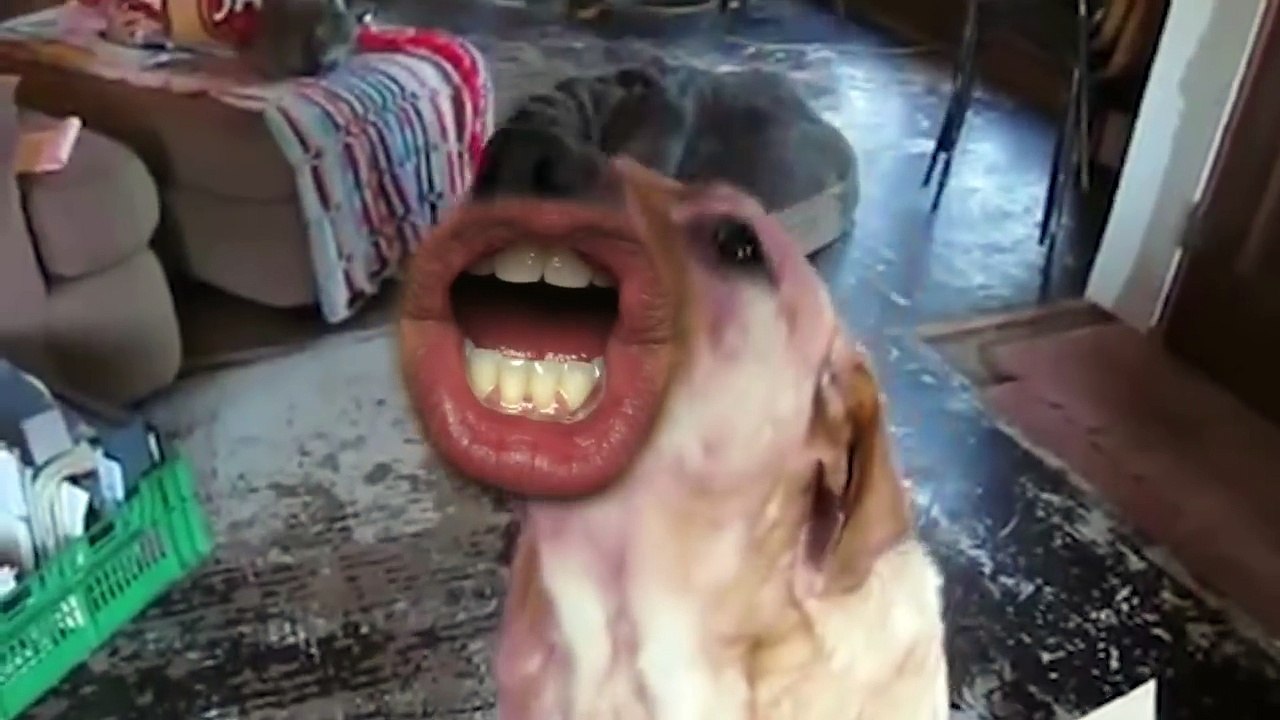 WOOF