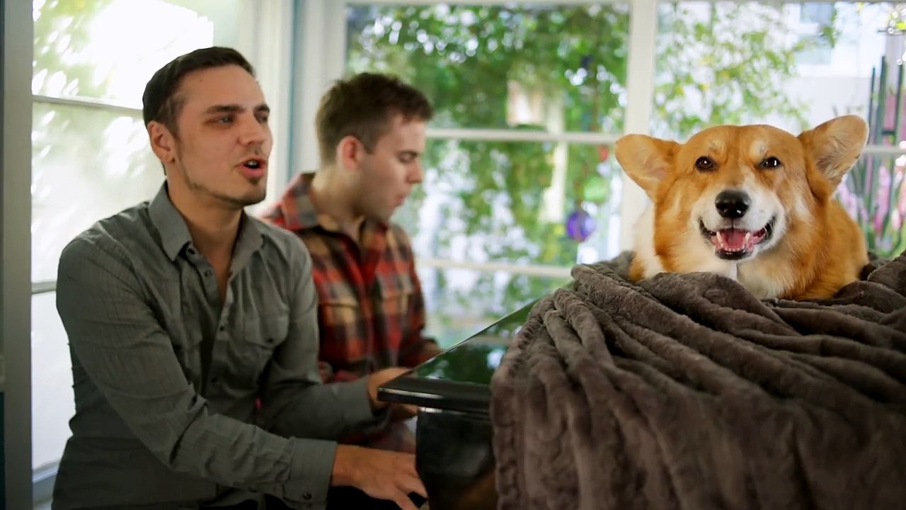 Weird Things Couples Do With Their Dogs