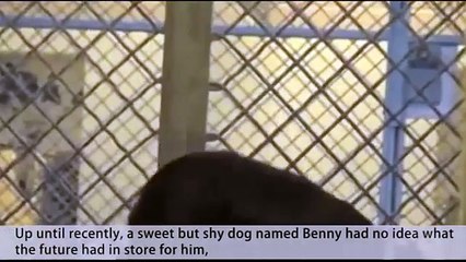 Shy Shelter Dog FLIPS OUT After Realizing He's Been Adopted