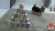 Amazing Cute Dog Tricks with Tiny Dog Misa Minnie