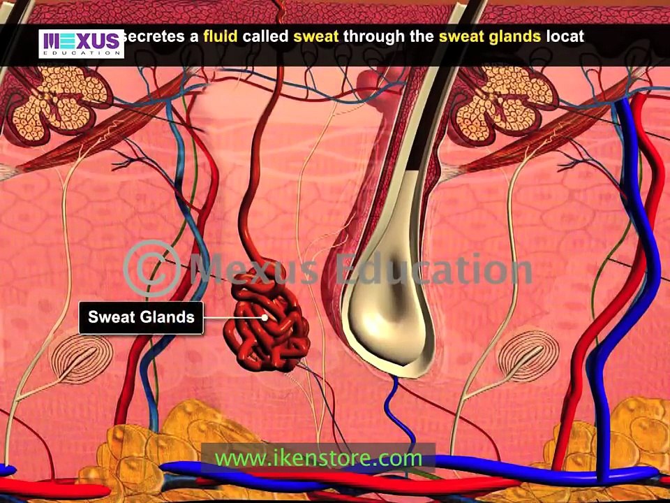 Learn Biology: Human Excretory System