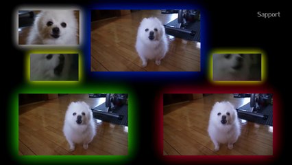 What is Love version Dog Remix