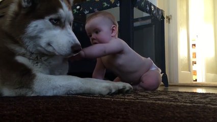 Adorable : ce husky joue avec ce bébé