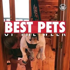 This is the kind of joy I needed in my life today ❤️