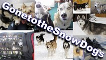 Siberian Husky Bath MUDDY BAD DOG *Snow Dog Short 38*