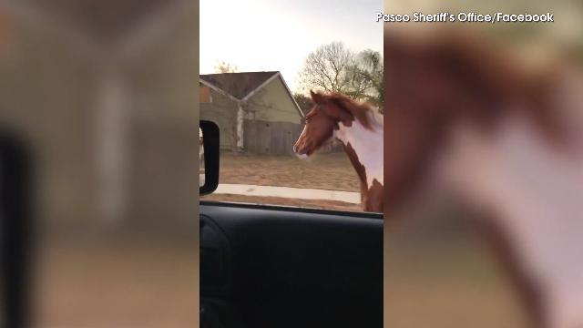 Rogue Horse Goes For Morning Trot Down Florida Highway