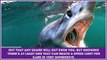 Interesting Fs about Sharks and Predatory Fish: Educational Video for Kids