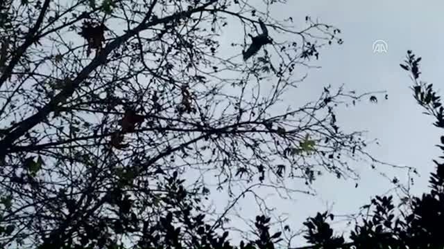 İpe Dolanan Kuşu İtfaiye Kurtardı