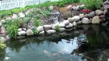 Feeding Koi live food Part 1 of 2 Mealworms