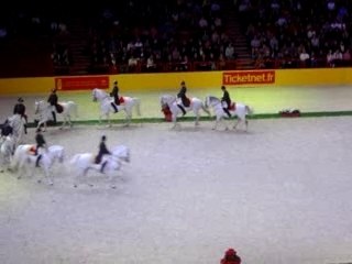 ballet d'etalon lipizzan ( ecole de vienne )