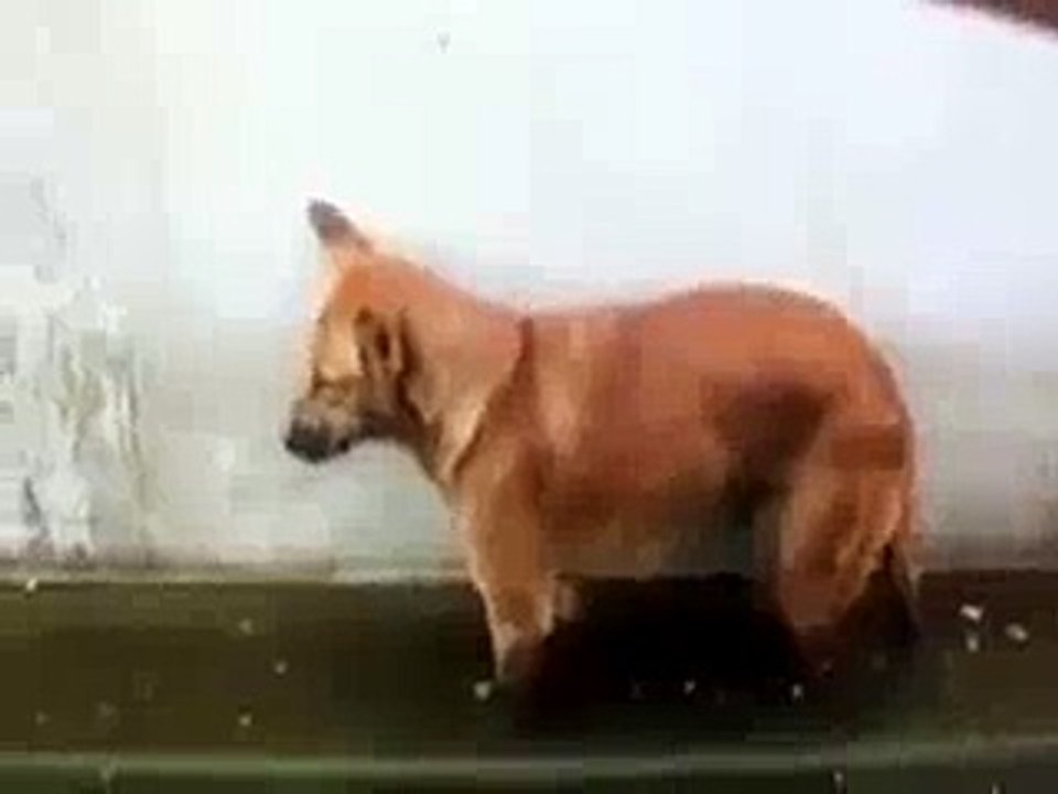 Dog Sleeping Funny(whatsappmasti.com)