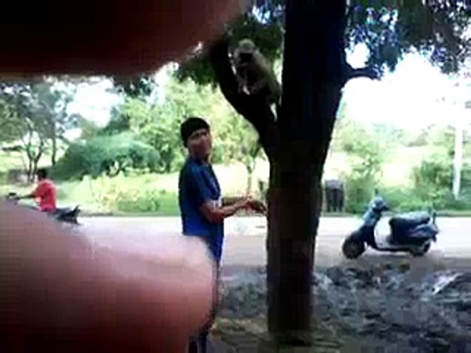 Funny Boy Slap To Monkey