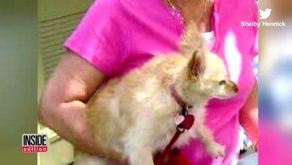 Woman Sneaks Dog into Hospital Disguised as a Baby to Visit Sick Grandma