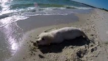 Puppy furious after ocean water destroys his sandcastle