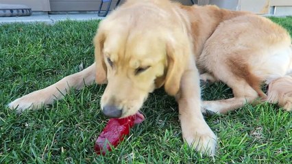 Sammie Eats World’s Largest Gummy Worm! Golden Retriever Puppy - Playtime Fun Vlog