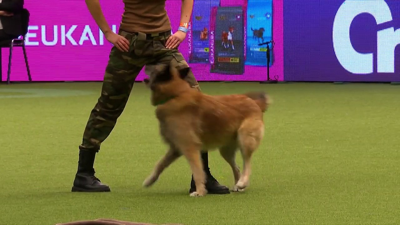 Amazing Dog Performs CPR, Squats and Press Ups in Heelwork To Music Routine | Crufts 2017