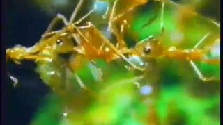 Documentary Ant Amazing Ant Documentary!!!