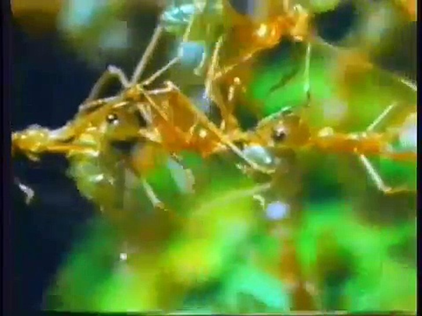 Documentary Ant Amazing Ant Documentary!!!
