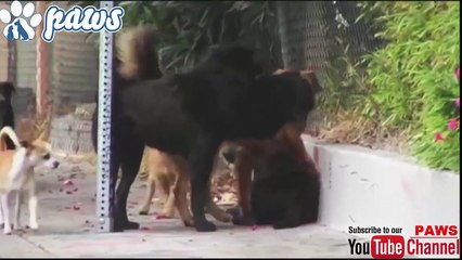 Pitbull & Rottweiler fight over dominance!!!