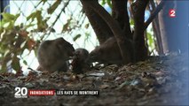 Inondations : les rats se font plus visibles à Paris