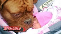 he warned his wife's pit bull would harm his newborn she didn't listen then this happened!