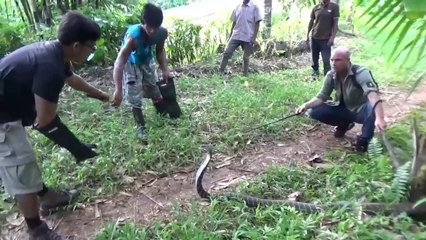Ils capturent un cobra royal de plus de 3m à Bali... Mission dangereuse