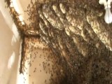 Appelé pour un nid d'abeille dans une maison il ne va pas en croire ses yeux : ruche géante