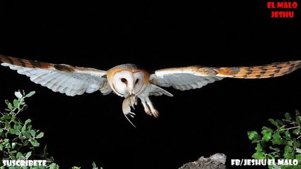 Los 10 animales mensajeros de la muerte