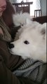 Howling Samoyed Puppy Reacts to Whistleing