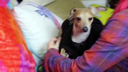 How To Mildly Annoy Your Dogs Part 3