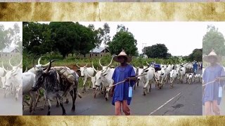 Yoruba leaders reject cattle colonies, ask FG to declare herdsmen terrorists