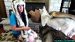 LOOK WHAT THE DOGS GOT | and SPIRITHOODS GIVEAWAY