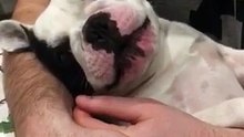 Littel French Bulldog "talking" about is problems!