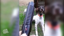 Dog Chases Laser Pointer | Where Can I Buy That?