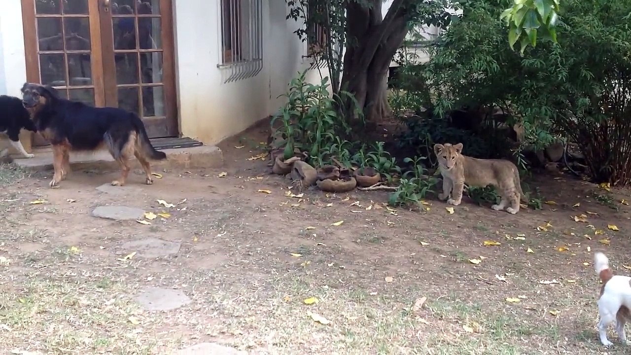 Sneaking Lion Cub Gives Dog Fright