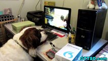 St BERNARD Watching TV | Dog watches Huskies |  *Snow Dog Short 37*