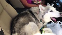 Stubborn Husky refuses to give up front seat