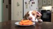 Dog & Puppy Steal Carrots off the Kitchen Table: Cute Dog Maymo & Puppy Penny
