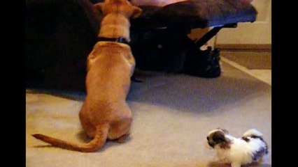 Cute Puppy Chases Tail