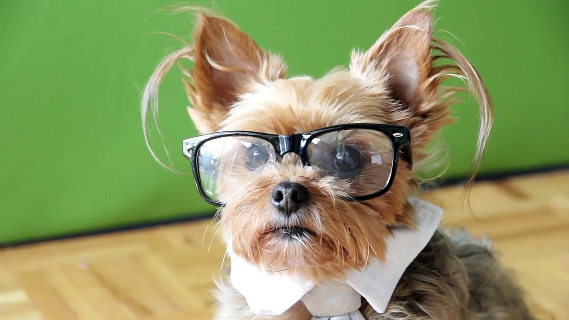 Hipster Dog: Funny Talking Dog!